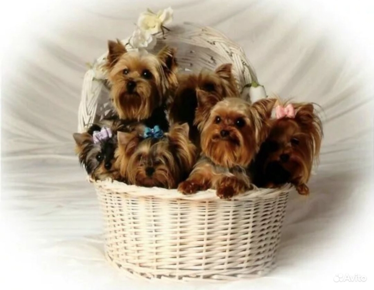 Щенки йоркширского терьера с рождения