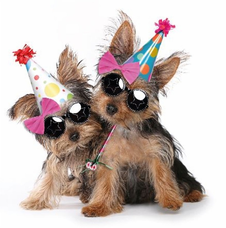 С днем рождения Йоркширский терьер