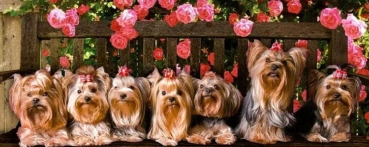 Йоркширский терьер и цветы