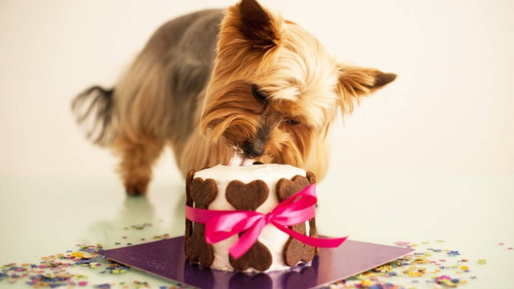 Торт с йоркширским терьером