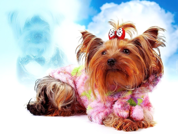 Пиверт терьер привет Йоркширский