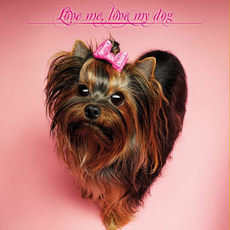 Йоркширский терьер волосатый