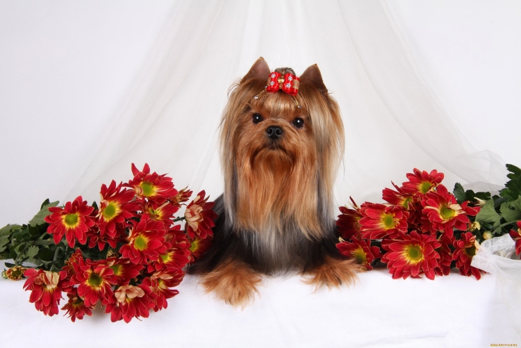 Йоркширский терьер макси