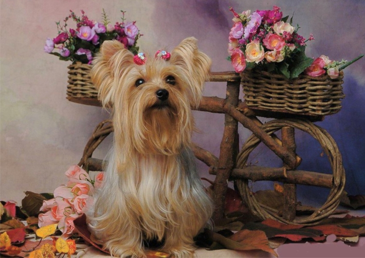 Йоркширский терьер с цветами
