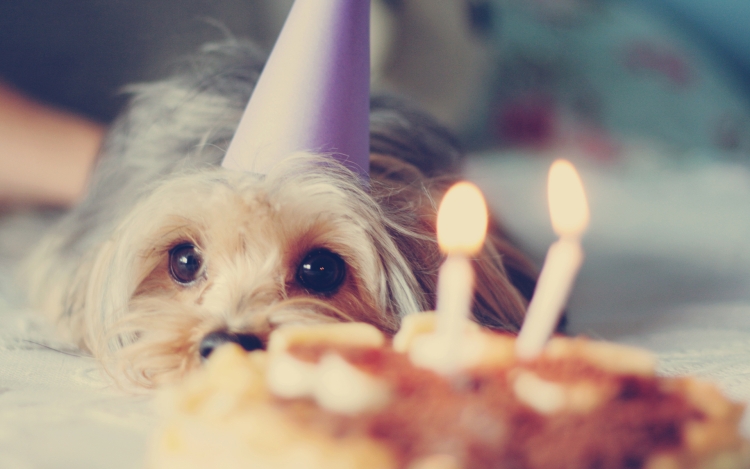 Грустная собака в колпаке