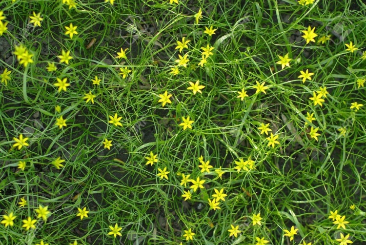 Трава желтыми цветами маленькая