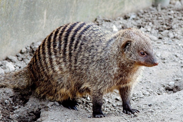 Мангуст полосатый/Banded Mongoose