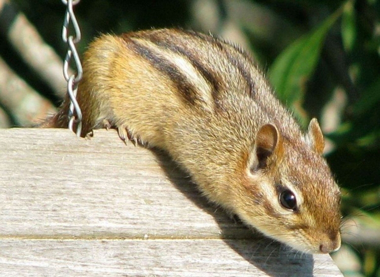 Восточный бурундук (Tamias striatus