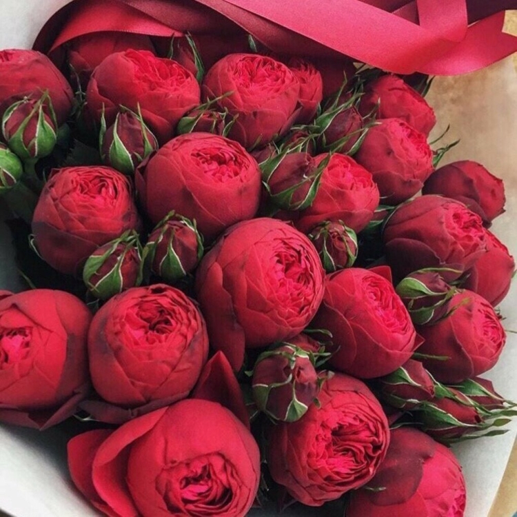 Открытки с днём рождения красивые пионовидные розы