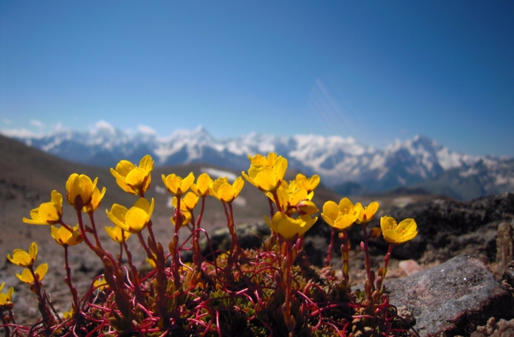 Картина лютики в горах