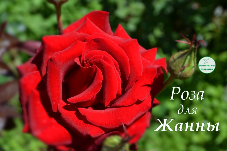 Цветы для Жанны с днем рождения