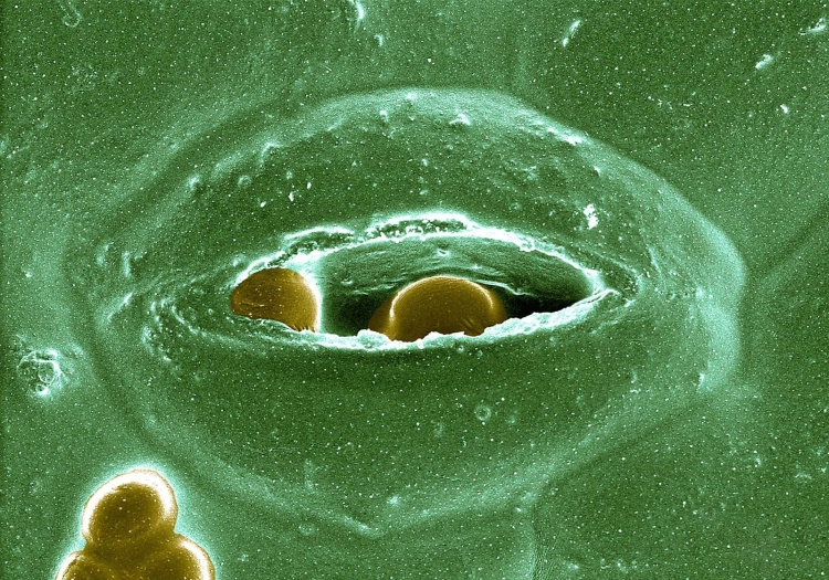 Устьица листа под электрическим микроскопом