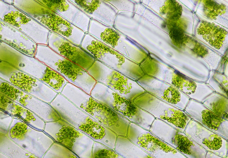 Устьица листа под световым микроскопом