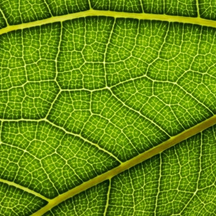 Поверхность листа под микроскопом