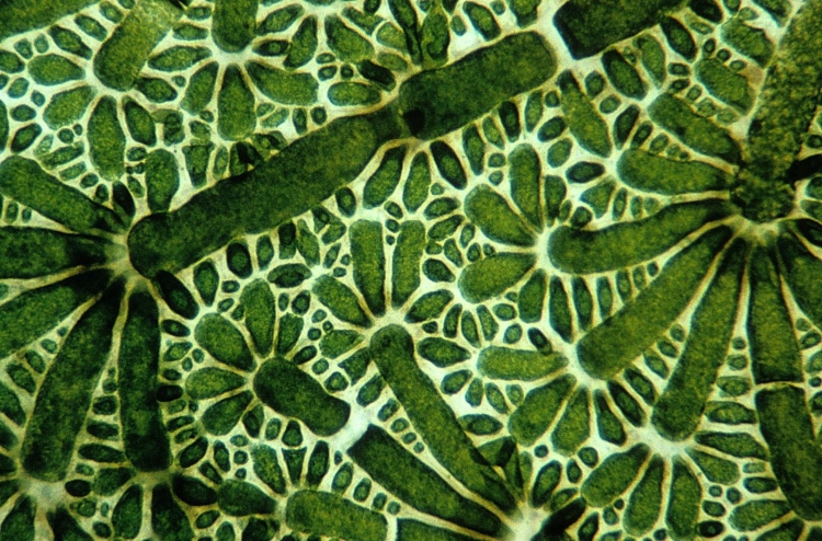 Зелёный лист под микроскопом
