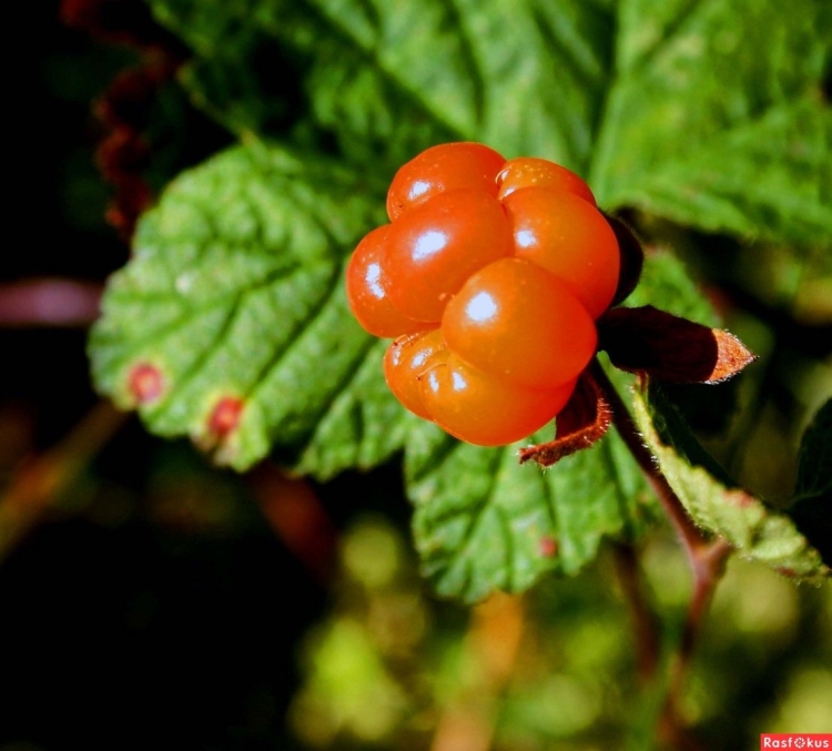 Морошка (Rubus chamaemorus)