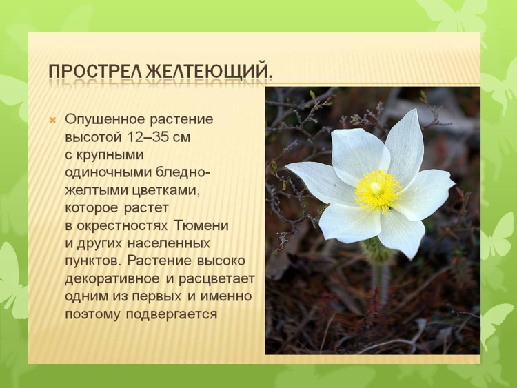 Прострел желтеющий в Тюменской области