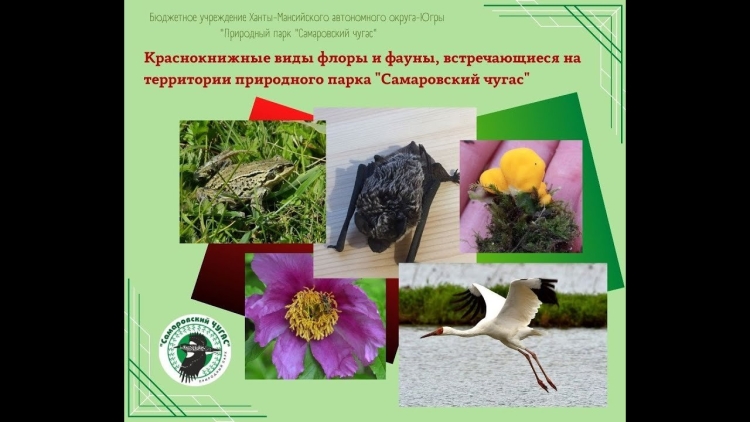 Красная книга ЕАО животные и растения