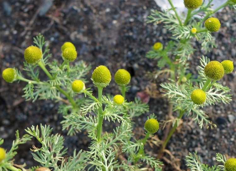Ромашка безъязычковая Matricaria discoidea
