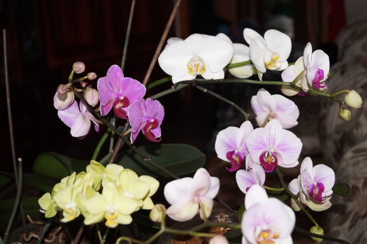 Орхидея астрал