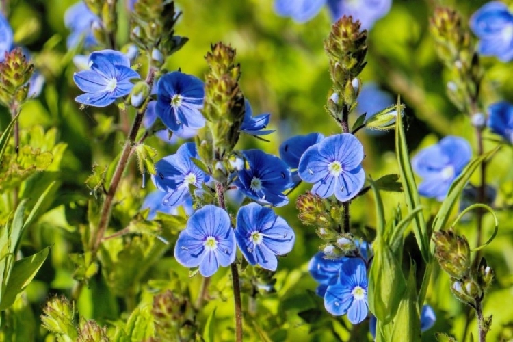 Сорняк синие цветы