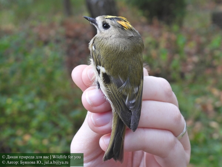 Маленькие птицы Урала