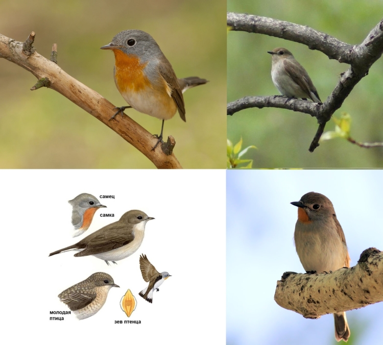Певчие птицы Урала перелетные