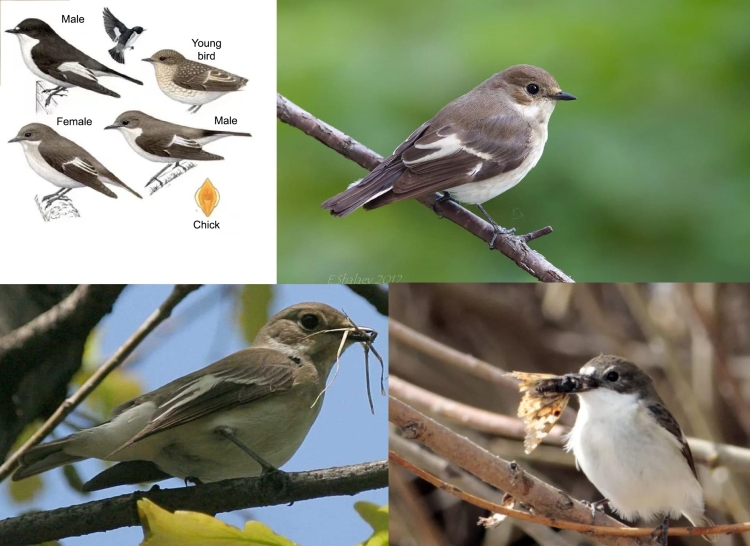 Перелётные певчие птицы Подмосковья