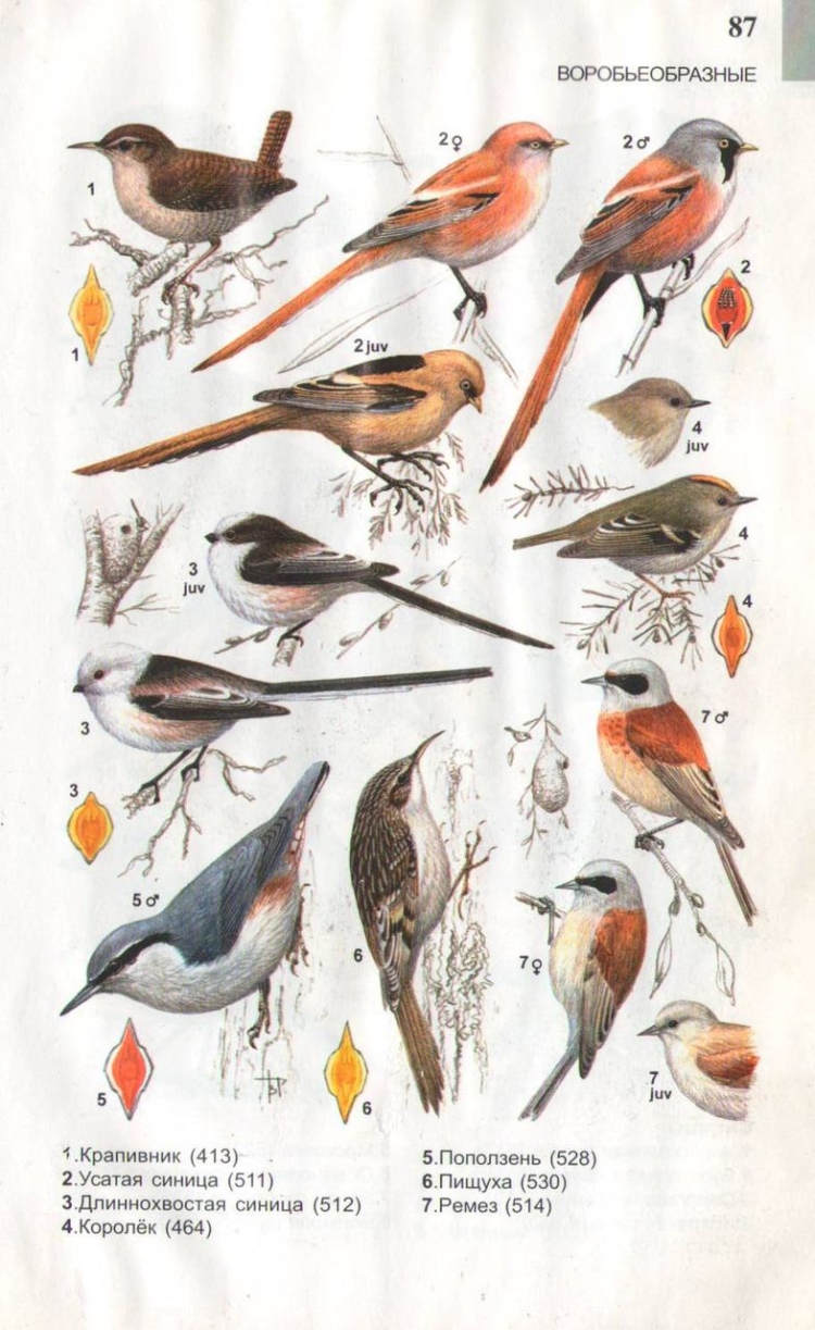 Атлас определитель птиц России