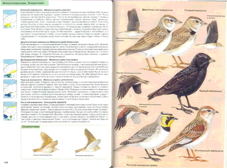 Птицы Подмосковья определитель наглядный полевой определитель