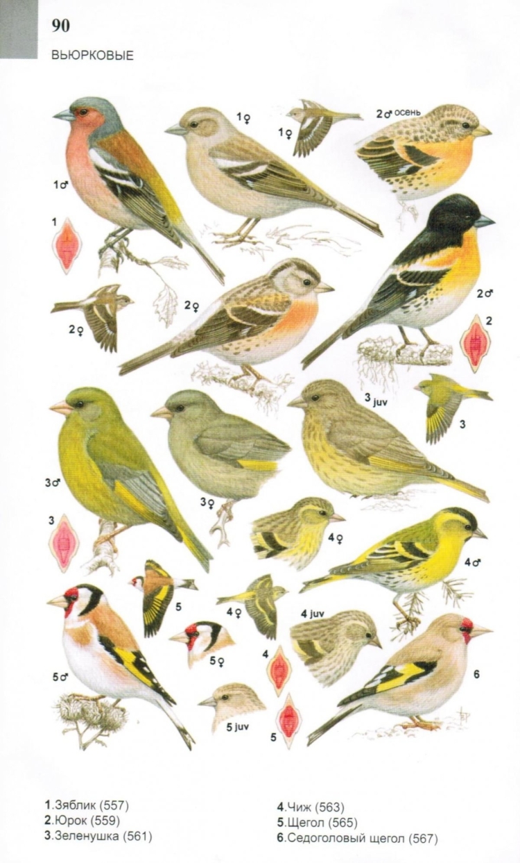 Птицы Подмосковья определитель