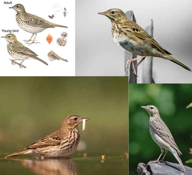 Перелетные птицы Подмосковья