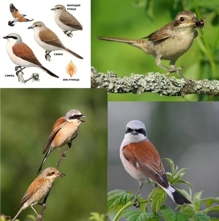 Птицы Воробьинообразные средней полосы России