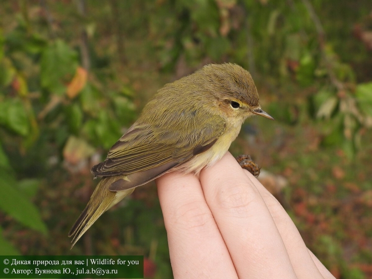 Очень маленькая птица