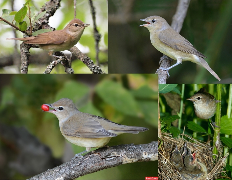 Маленькие птицы Татарстана