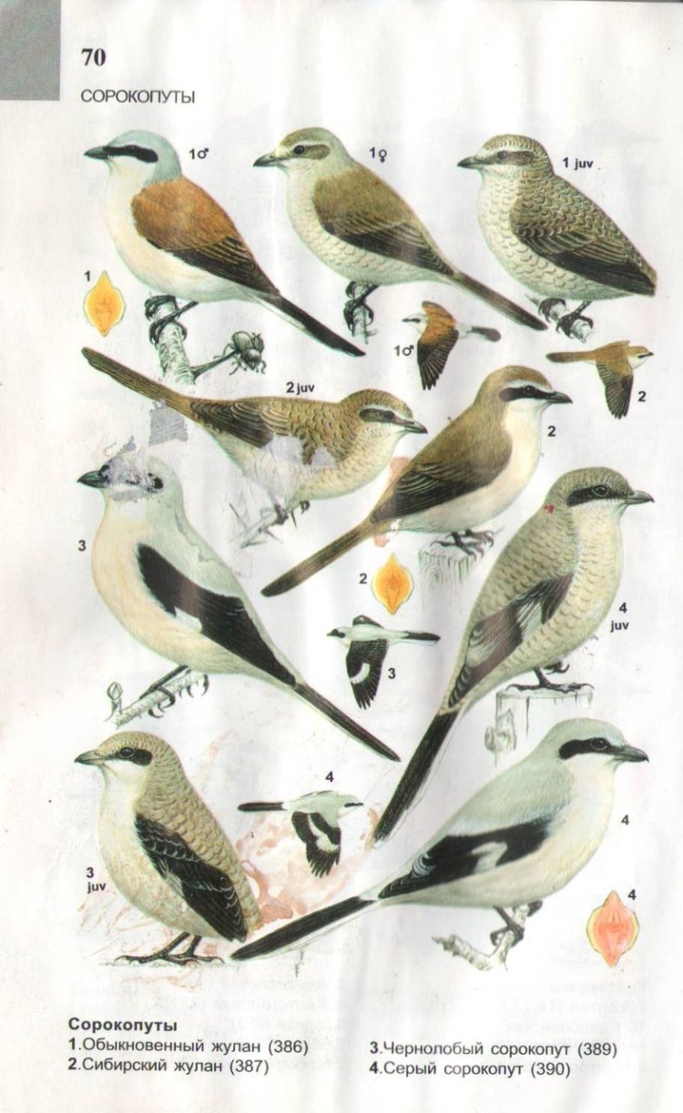 Птицы Подмосковья зимой определитель