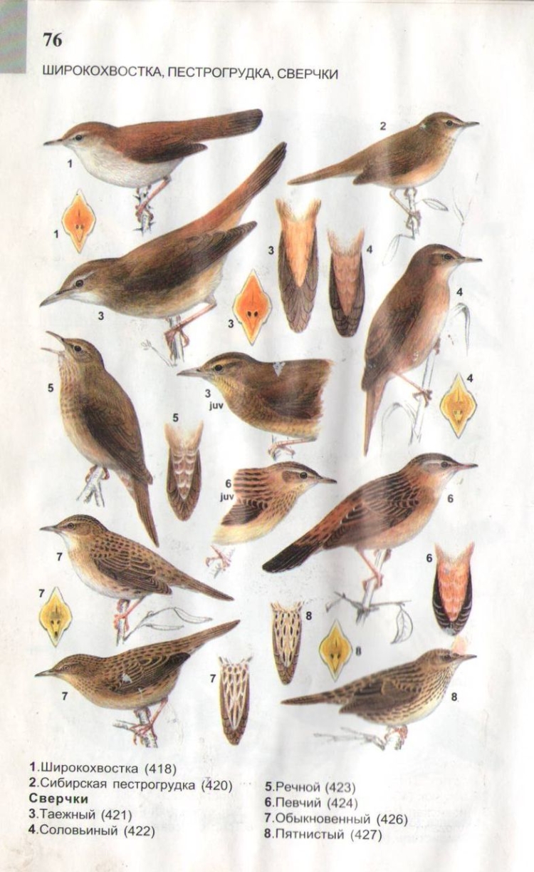Определитель певчих птиц средней полосы России