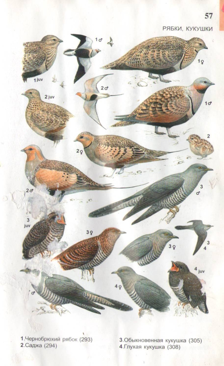 Атлас определитель птиц Сибири