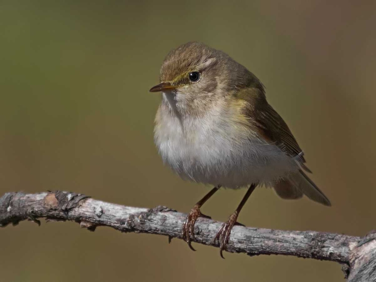 Желтобрюхая пеночка