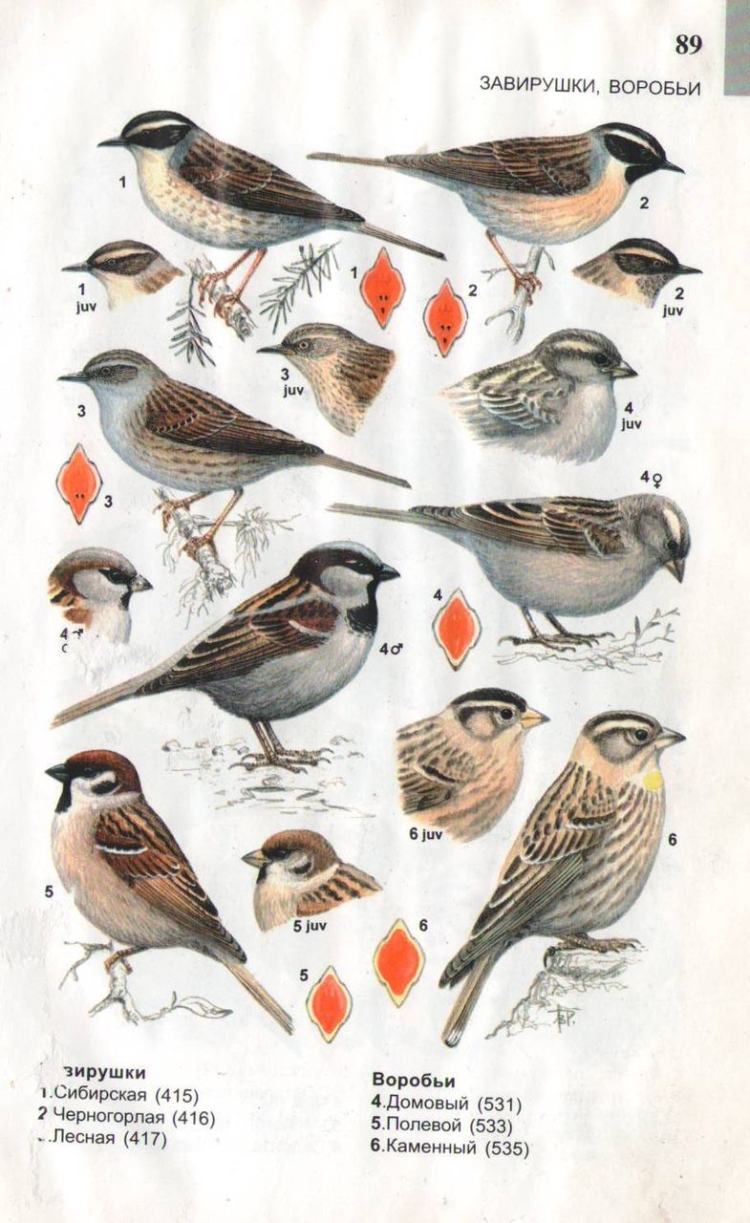 Атлас определитель птиц Урала