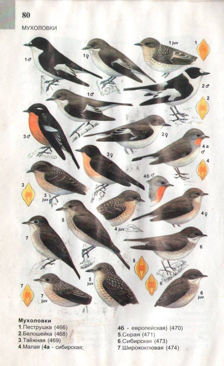 Атлас определитель птиц Урала