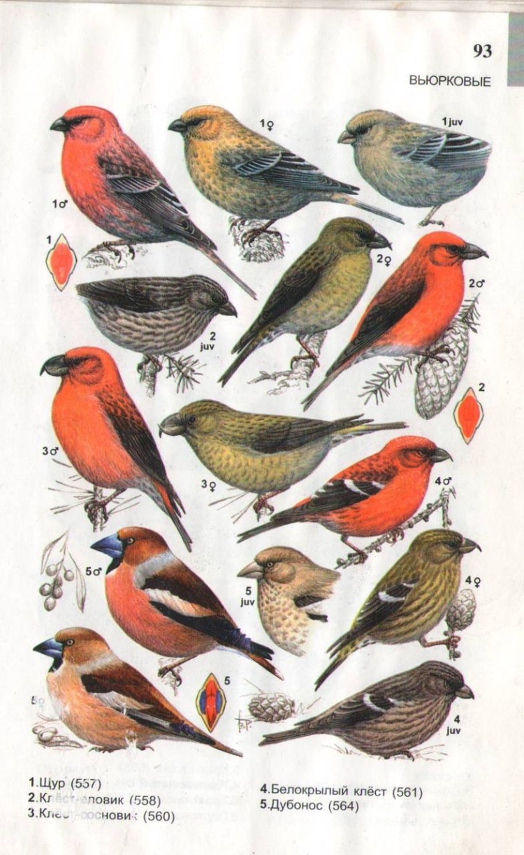 Зимующие птицы Южного Урала