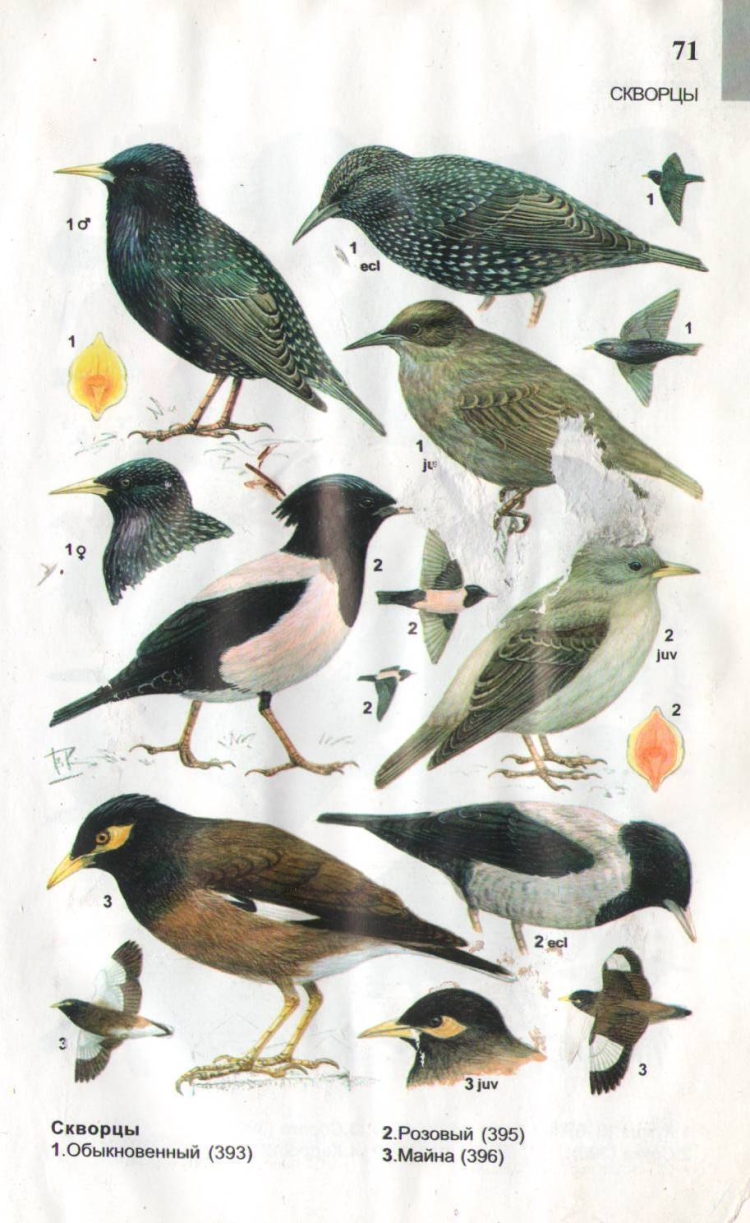 Атлас определитель птиц синица