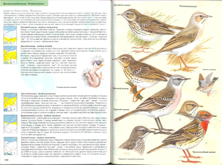 Определитель певчих птиц средней полосы России