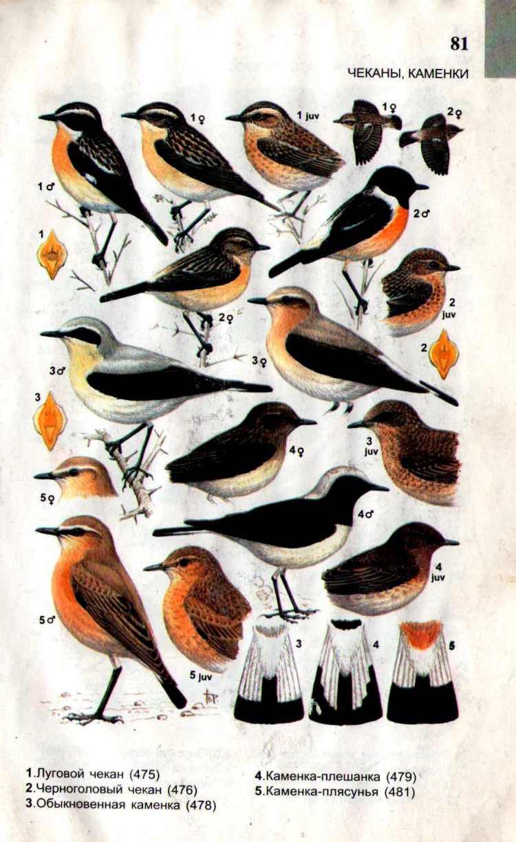 Атлас определитель птицы Ленинградской области