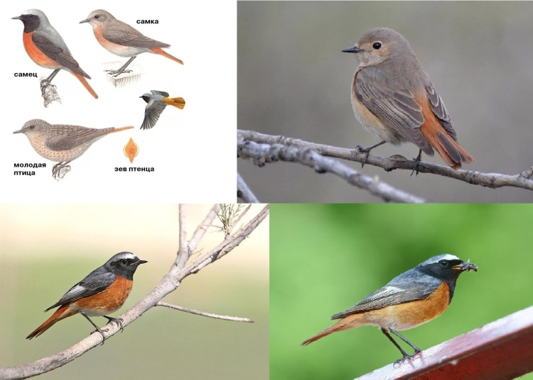 Певчие перелетные птицы Пермского края