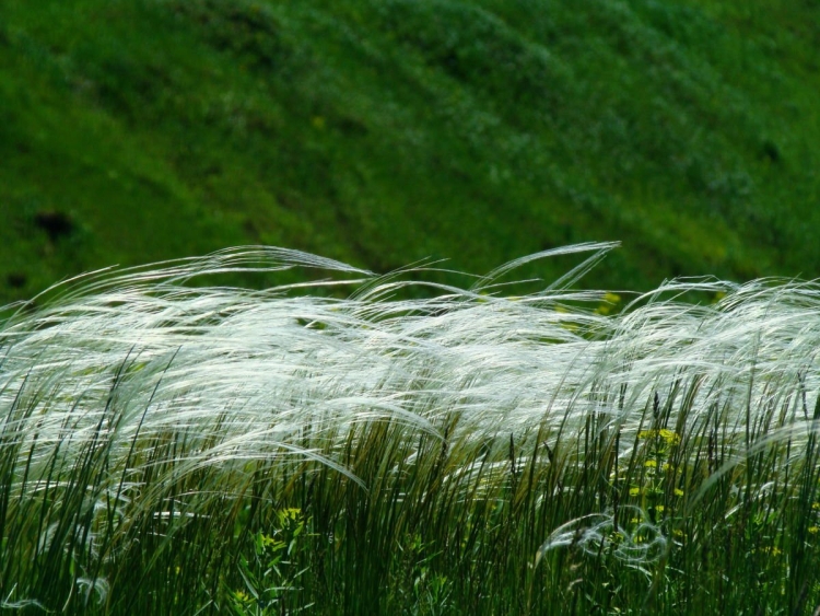 Трава на ветру