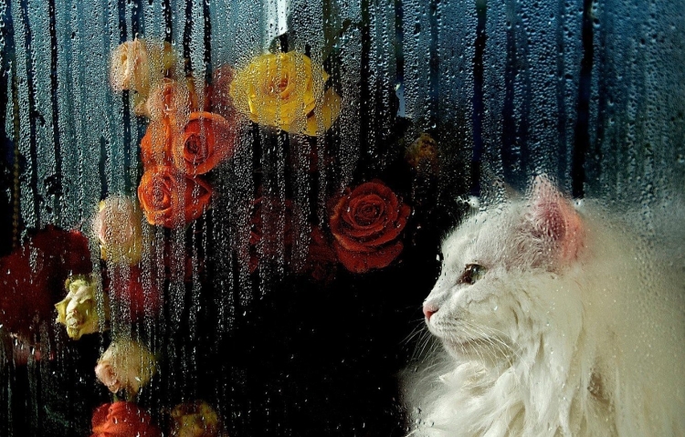 Мокрый котенок под дождем